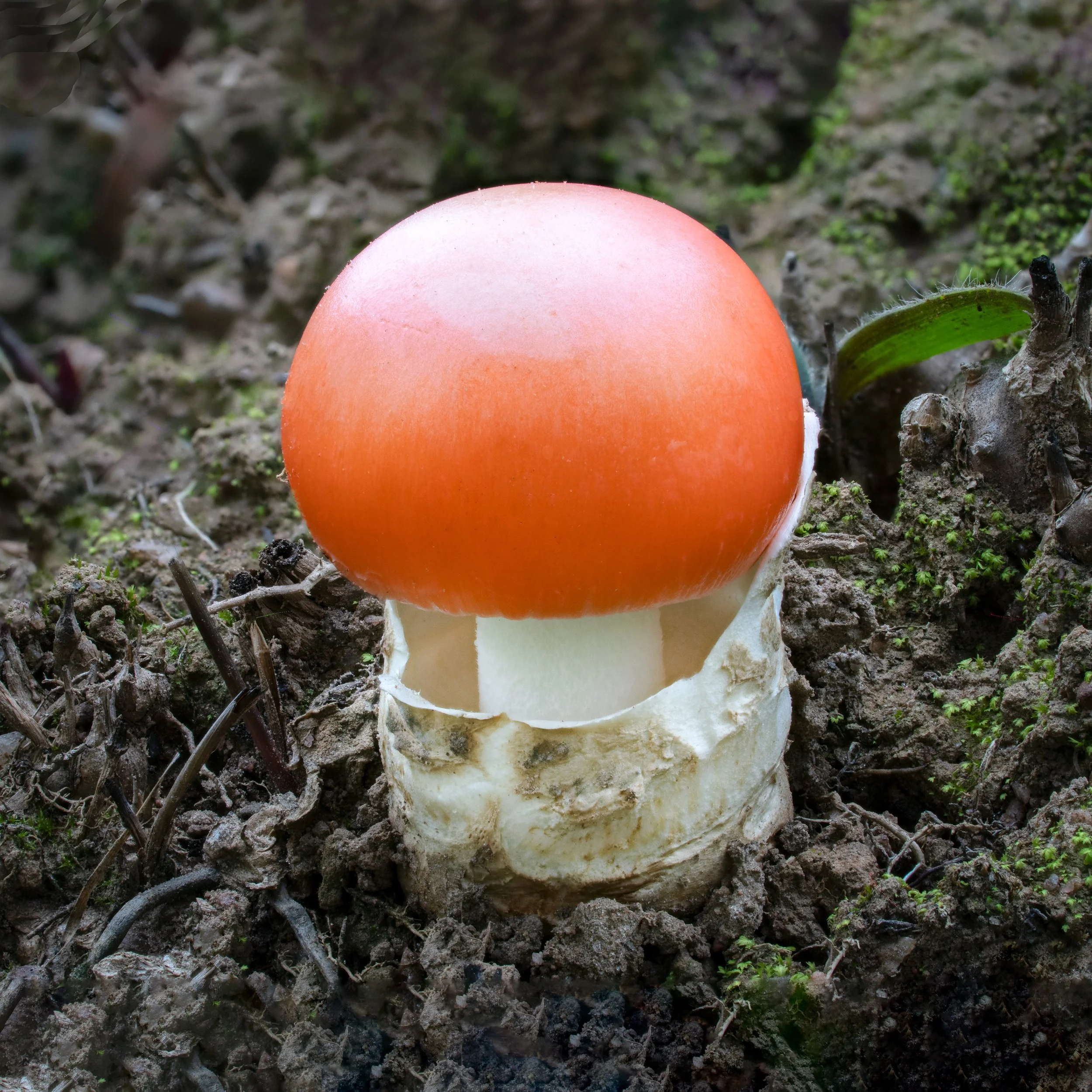Hidden Bounty – Fungi Hunting in Zambia🍄‍🟫🌿 — Planet Fungi